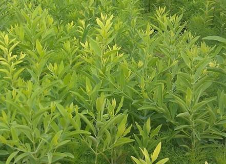 世界最奇葩吉尼斯纪录大全,世界最奇怪的吉尼斯纪录保持者