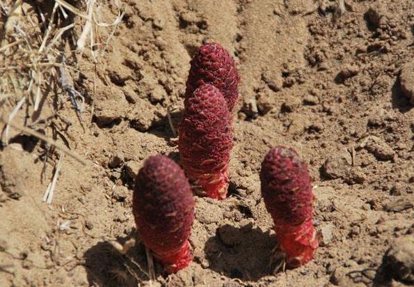 十种天然的补肾中药,煮水喝男性补肾的中药配方大全