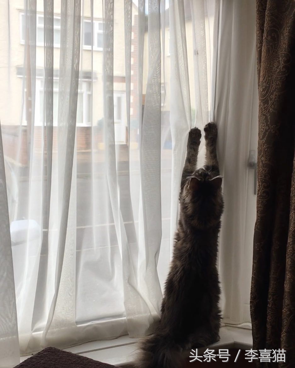 大名鼎鼎的中华气死猫,专业欺负铲屎官,谁养谁知道