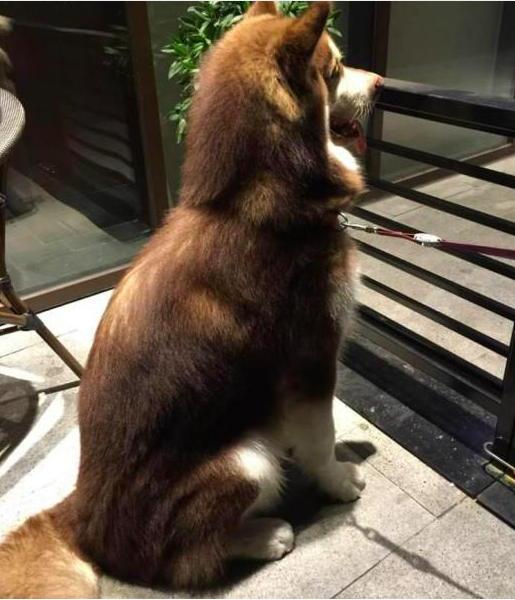 阿拉斯加突然叫有些害怕怎么回事,阿拉斯加发出一连串的嗷呜声