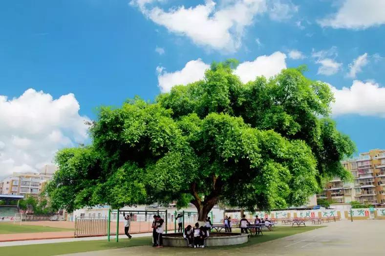 乐山外国语和乐山一中,乐山一中辉煌