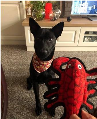 爱是最好的整容方式！狗狗身上长蛆发臭，惹人厌，半年后判若两狗