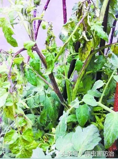 番茄病毒病专用特效药,番茄蕨叶病毒病的防治