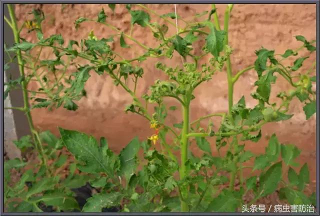 番茄病毒病专用特效药,番茄蕨叶病毒病的防治