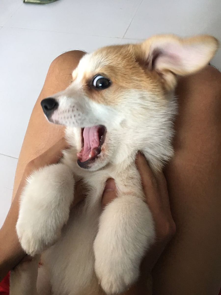 铲屎官给狗狗起的十大奇葩名字,叫铁头的那个你过分了啊