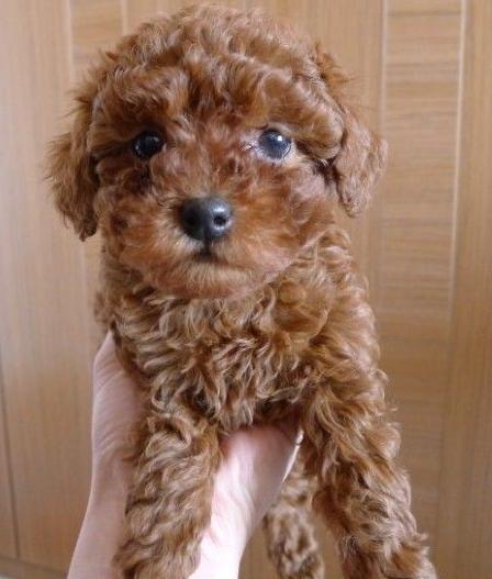 铲屎官给狗狗起的十大奇葩名字,叫铁头的那个你过分了啊