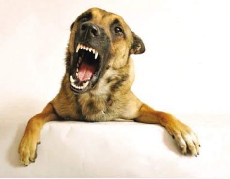 铲屎官给狗狗起的十大奇葩名字,叫铁头的那个你过分了啊