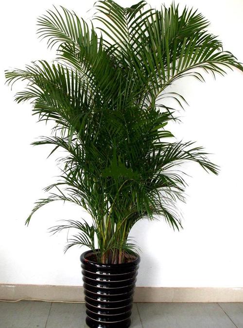 散尾葵枯萎怎么治,散尾葵叶子生虫怎么办