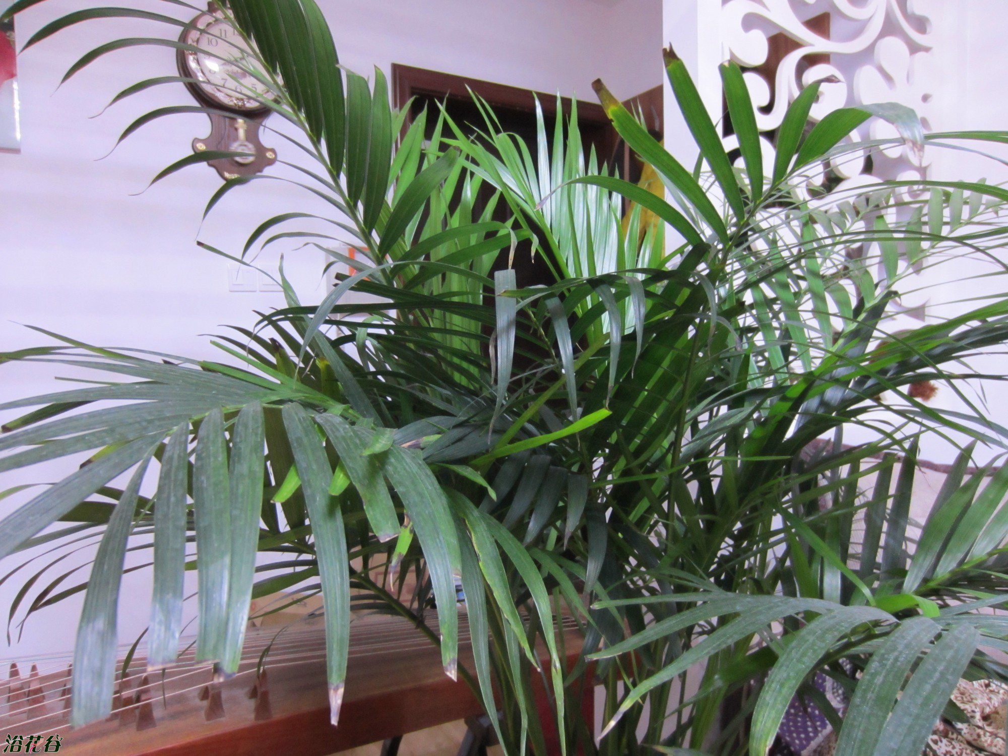 散尾葵枯萎怎么治,散尾葵叶子生虫怎么办