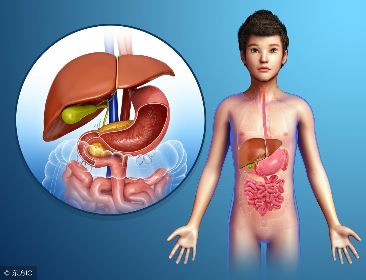 胆囊炎是什么症状及治疗方法,胆囊炎引起的消化不良症状有哪些