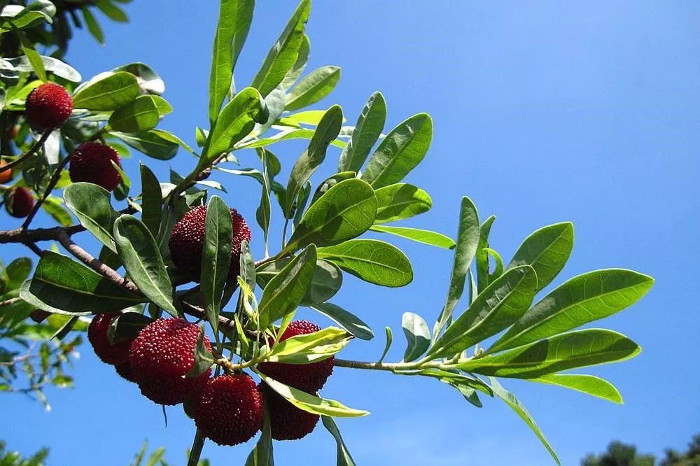 担心杨梅生虫不敢吃什么原因,杨梅有小虫子还能吃吗