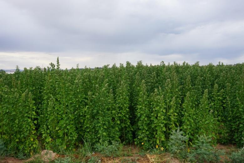 你还在寻找2022年的创业风口吗,生态种植三色藜麦