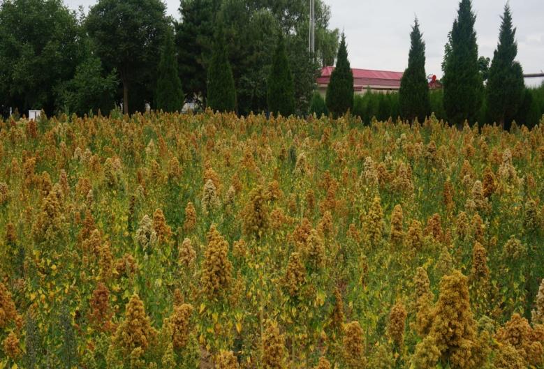 你还在寻找2022年的创业风口吗,生态种植三色藜麦