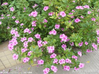 什么花和绿萝一样好养,比绿萝好养好看的花草