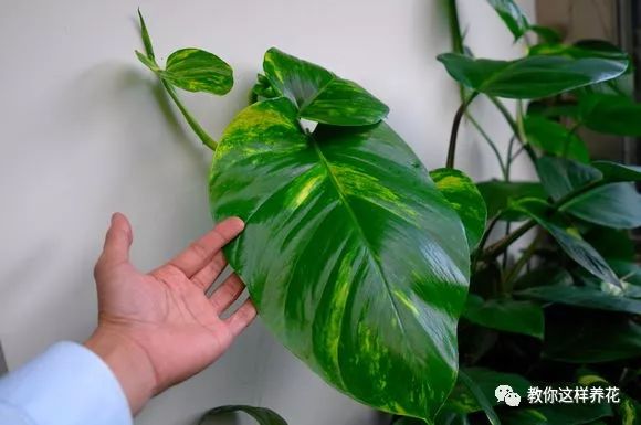 绿萝怎么养爆盆浇茶叶水,绿萝移盆水养的正确方法