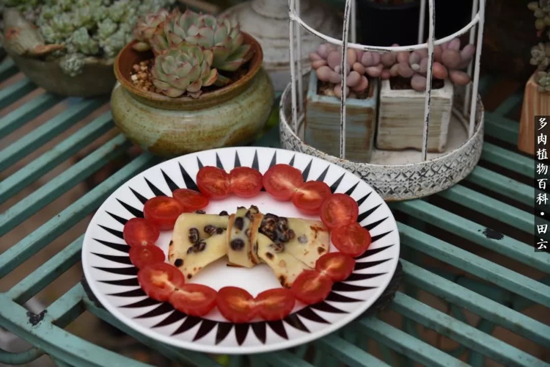 推开多肉世界的门，原来你与美食来自同一国度！