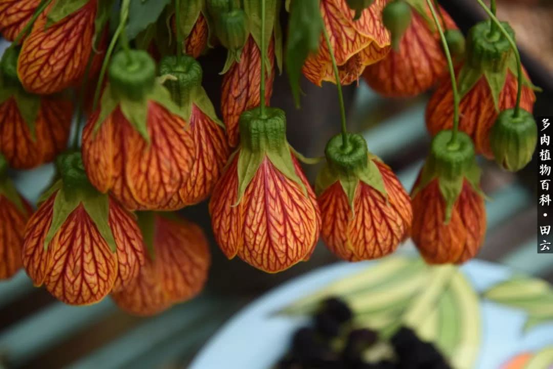 推开多肉世界的门，原来你与美食来自同一国度！