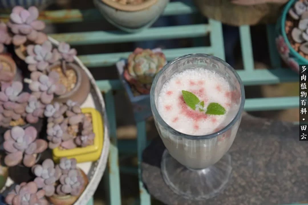 推开多肉世界的门，原来你与美食来自同一国度！