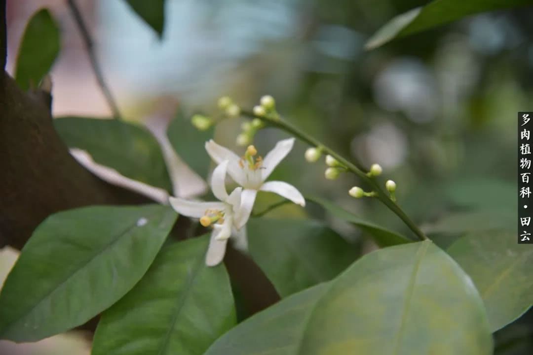 推开多肉世界的门，原来你与美食来自同一国度！