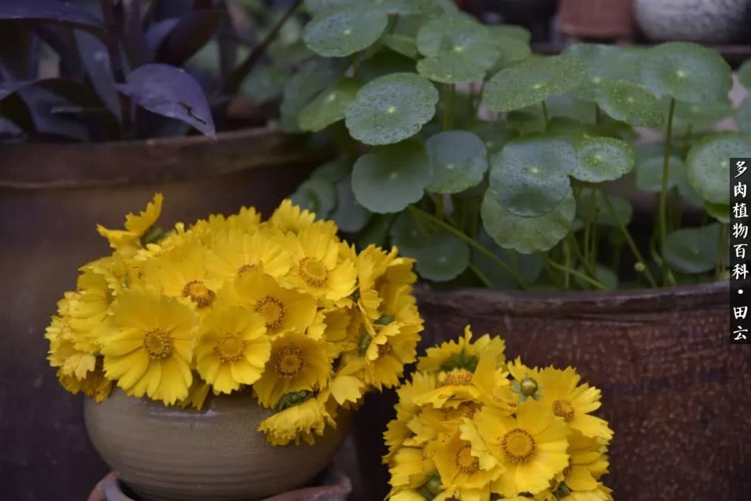 推开多肉世界的门，原来你与美食来自同一国度！