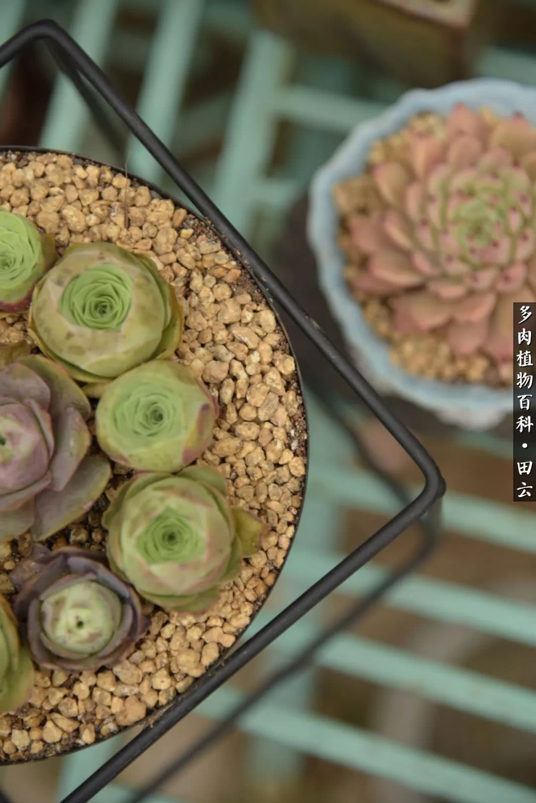 推开多肉世界的门，原来你与美食来自同一国度！