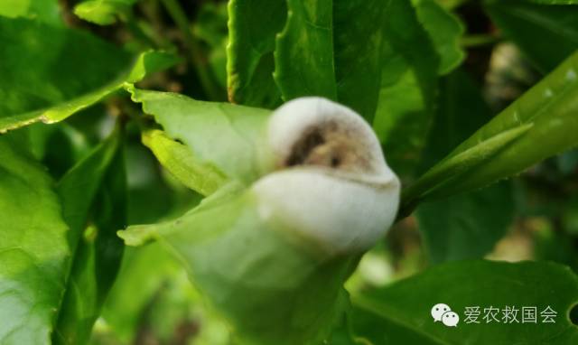 茶饼病害图片及治疗方法,茶饼病害特效药