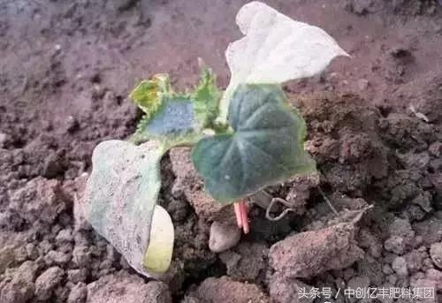 为什么果园要土壤改良,果园改良种植技术