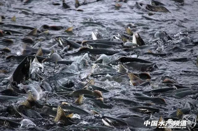 最近塘里鱼浮头死亡是什么原因,鱼塘鱼大面积死亡原因判断