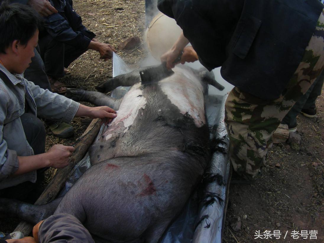 探寻正宗东北杀猪菜,东北杀猪菜冬季盛宴驱寒又美味