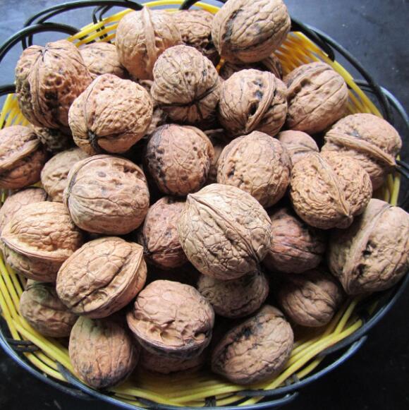 四川正宗核桃,四川特产核桃大全