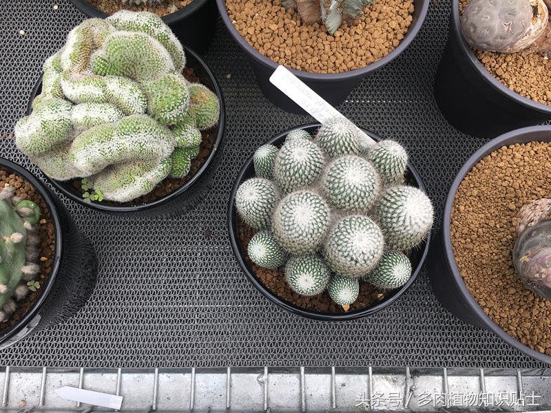 仙人掌移盆怎样才能养护好,仙人掌养护方法多肉