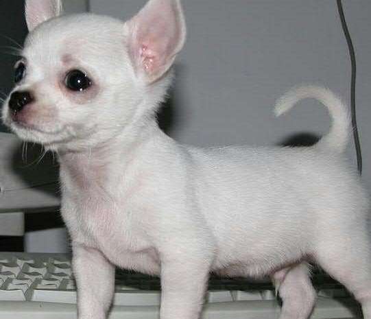 狗狗肚子长了个包,狗狗肚子有个鼓包是什么病