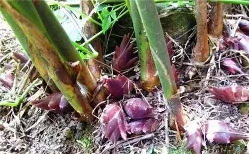 四川农村常见野菜大全,四川的野菜根本吃不完你见过几种