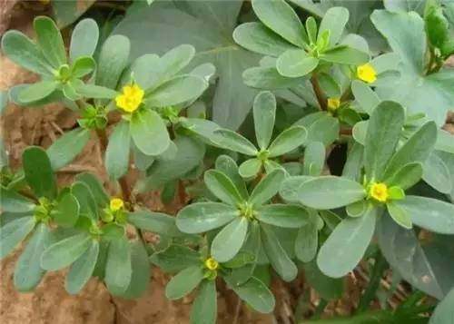 四川山里的各种野菜,四川的野菜根本吃不完你认识几种