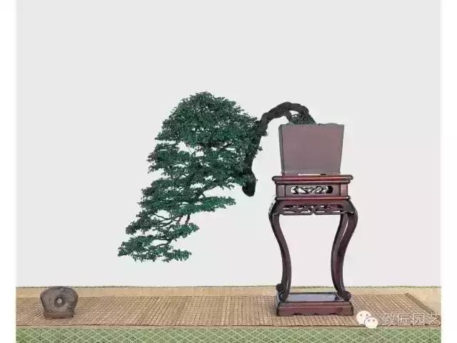 小叶檀盆景价格,小叶檀造型盆景