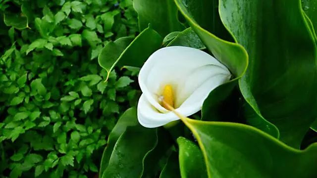 珍稀马蹄莲,如何让马蹄莲一年四季都活着