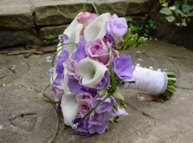 珍稀马蹄莲,如何让马蹄莲一年四季都活着