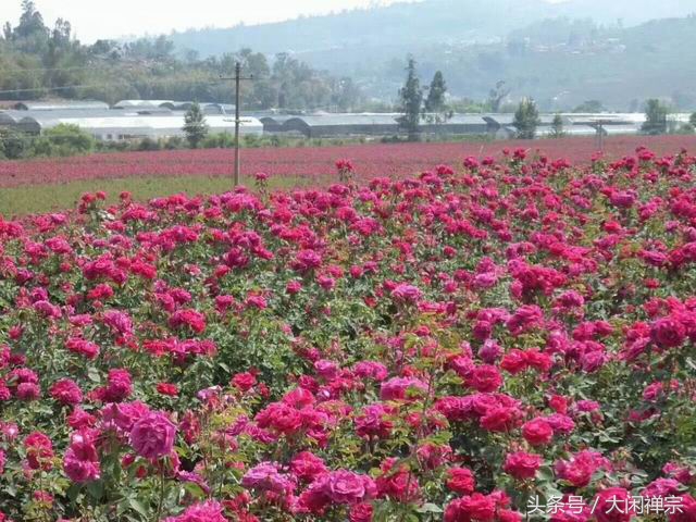 云南a级玫瑰花茶,云南大理顶级冻干墨红玫瑰