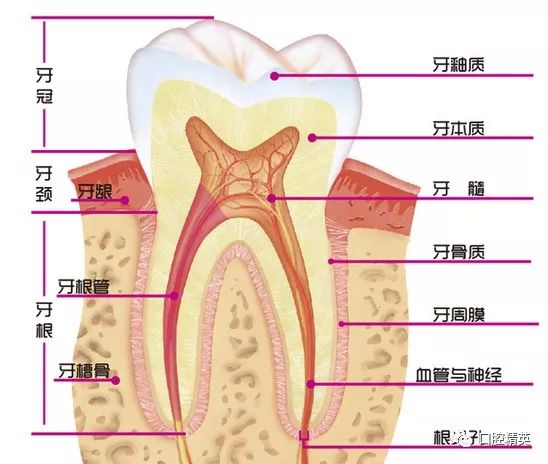 整牙后牙齿松动且牙缝变大,整牙之后牙齿反弹