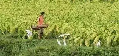 草业就业前景,草业赚钱项目