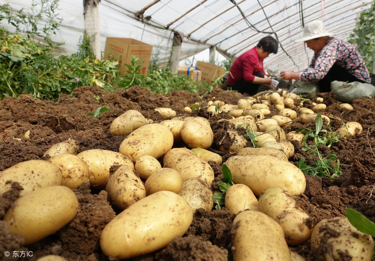 一块地种2次土豆算不算重茬,一块田连续几年种芝麻行吗