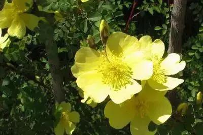 100种的鲜花花语合集,100种花的寓意和花语