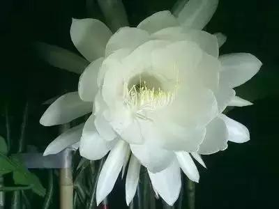 鲜花的100种花语,全部花草的花语