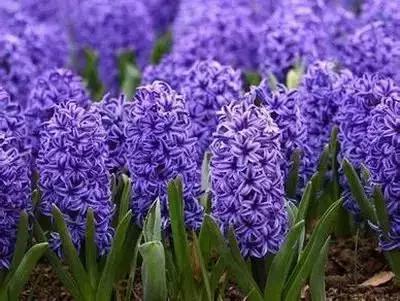 鲜花的100种花语,全部花草的花语