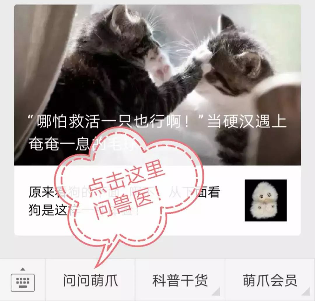 我家猫吃了就吐怎么办,猫吞了毛线怎么办