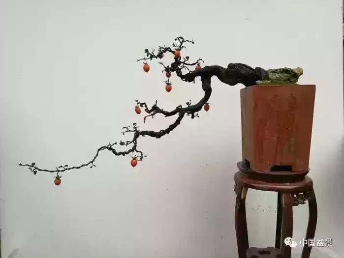 左世新金弹子盆景直播,左世新根艺金弹子