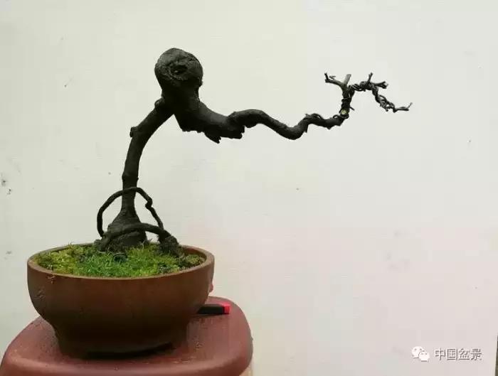 左世新金弹子盆景直播,左世新根艺金弹子