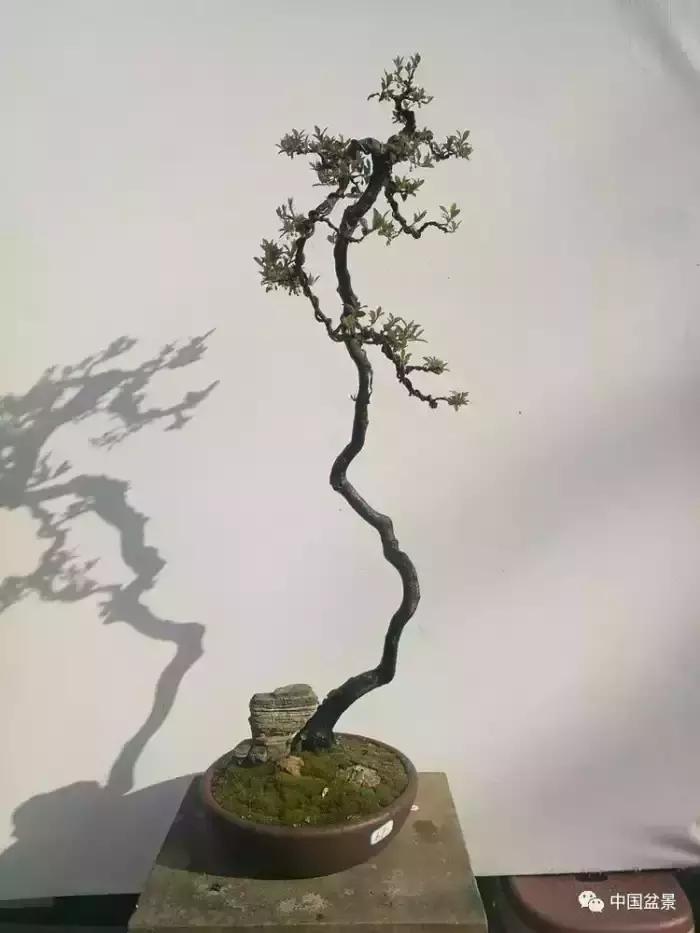 左世新金弹子盆景直播,左世新根艺金弹子