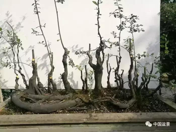 左世新金弹子盆景直播,左世新根艺金弹子