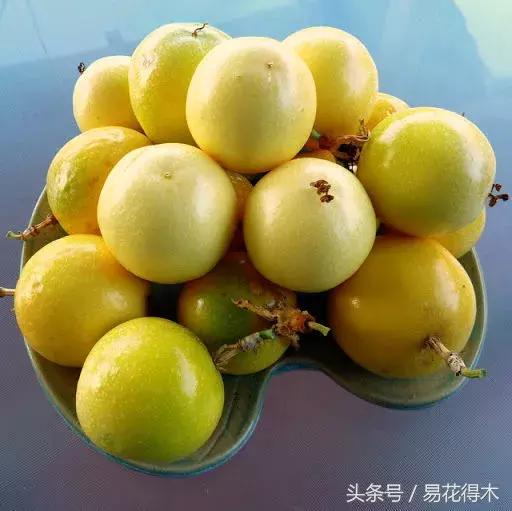 百香果栽培的最佳温度,百香果苗栽培多久能结果